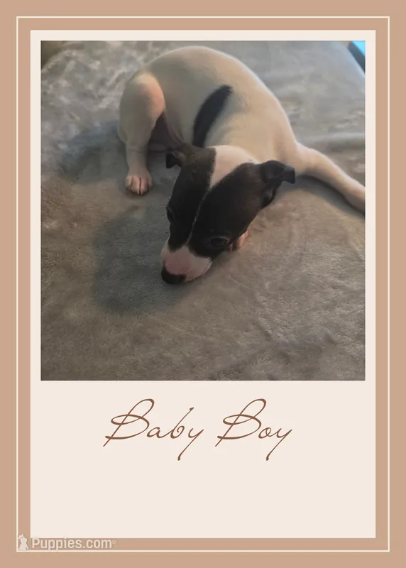 AKC Boy-2 – Italian Greyhound puppy for sale in Gulf Breeze, FL