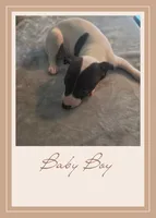 AKC Boy-2, a male Italian Greyhound for sale in Gulf Breeze, FL – 1 of 1