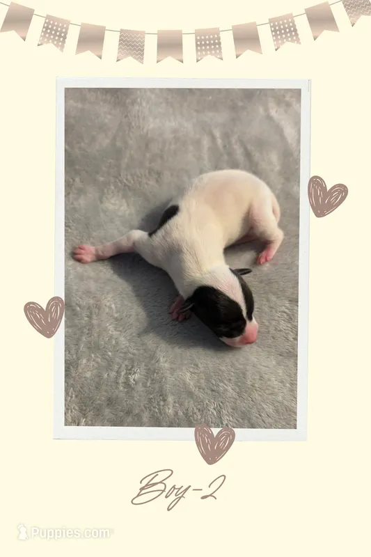 AKC Boy-2 – Italian Greyhound puppy for sale in Daphne, AL
