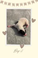 AKC Boy-2, a male Italian Greyhound for sale in Daphne, AL – 1 of 1