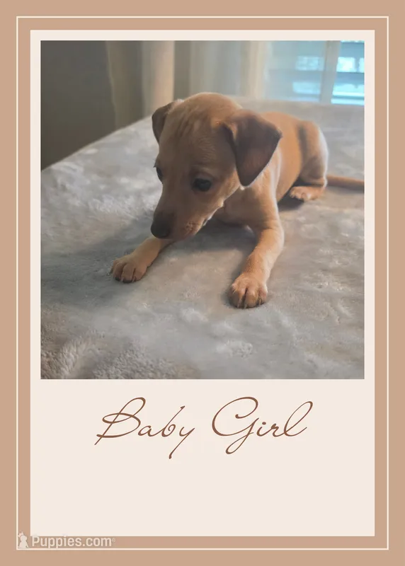 AKC Girl-1 – Italian Greyhound puppy for sale in Gulf Breeze, FL