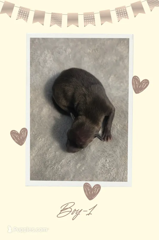 AKC Boy-1 – Italian Greyhound puppy for sale in Daphne, AL