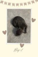 AKC Boy-1, a male Italian Greyhound for sale in Daphne, AL – 1 of 1