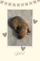AKC Girl-1, a female Italian Greyhound for sale in Daphne, AL – 1 of 1