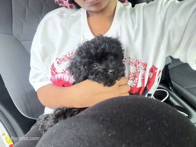 Bear – Yorkipoo puppy for sale in Locust Grove, GA