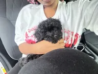 Bear, a male Yorkipoo for sale in Locust Grove, GA – 1 of 3