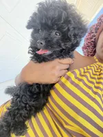 Bear, a male Yorkipoo for sale in Locust Grove, GA – 3 of 3