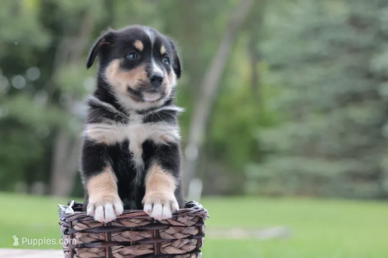 Aspen – Bernese Mountain Dog, Siberian Husky puppy for sale in Addison, MI
