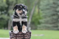 Aspen, a female Bernese Mountain Dog and Siberian Husky for sale in Addison, MI – 1 of 1
