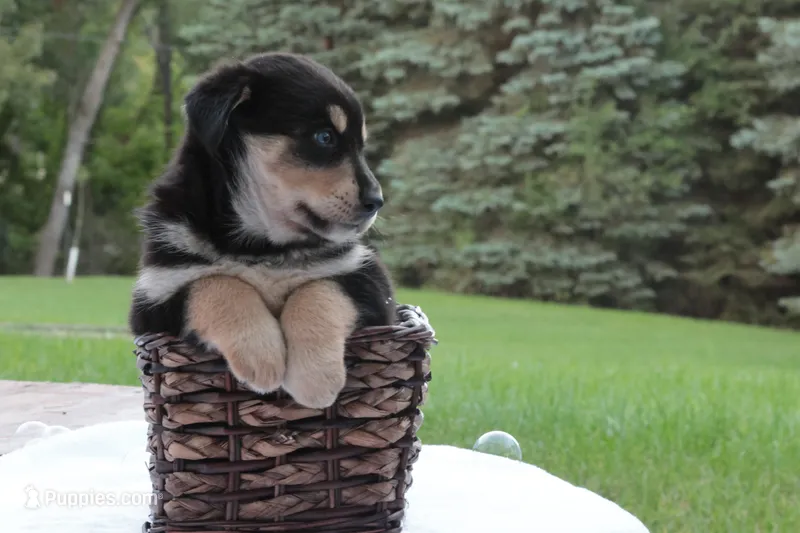 Alice – Bernese Mountain Dog, Siberian Husky puppy for sale in Addison, MI