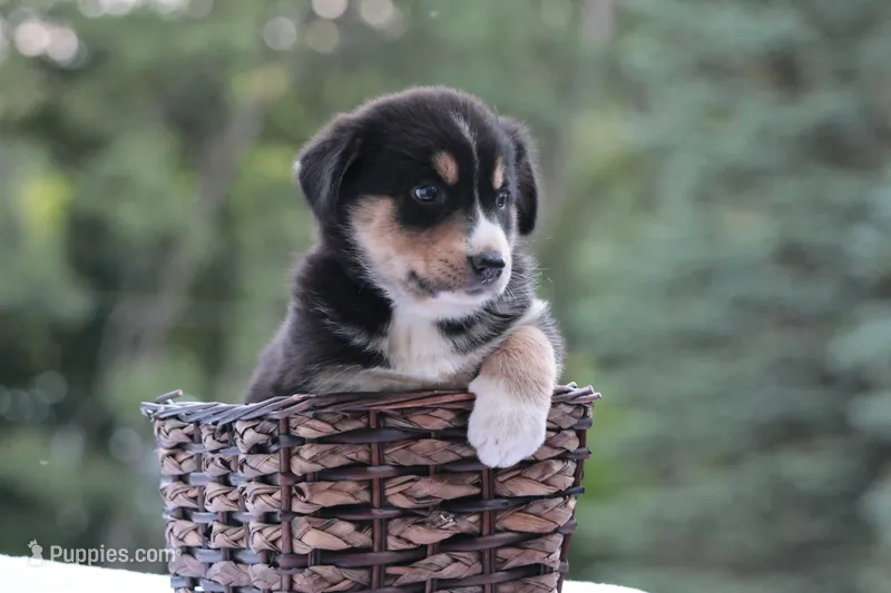 Aria – Bernese Mountain Dog, Siberian Husky puppy for sale in Addison, MI