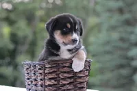 Aria, a female Bernese Mountain Dog and Siberian Husky for sale in Addison, MI – 1 of 1