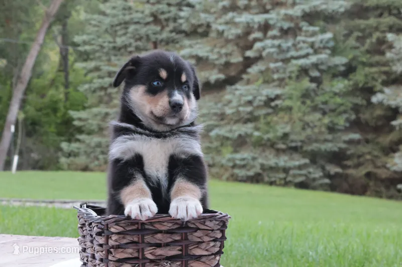 Alia – Bernese Mountain Dog, Siberian Husky puppy for sale in Addison, MI