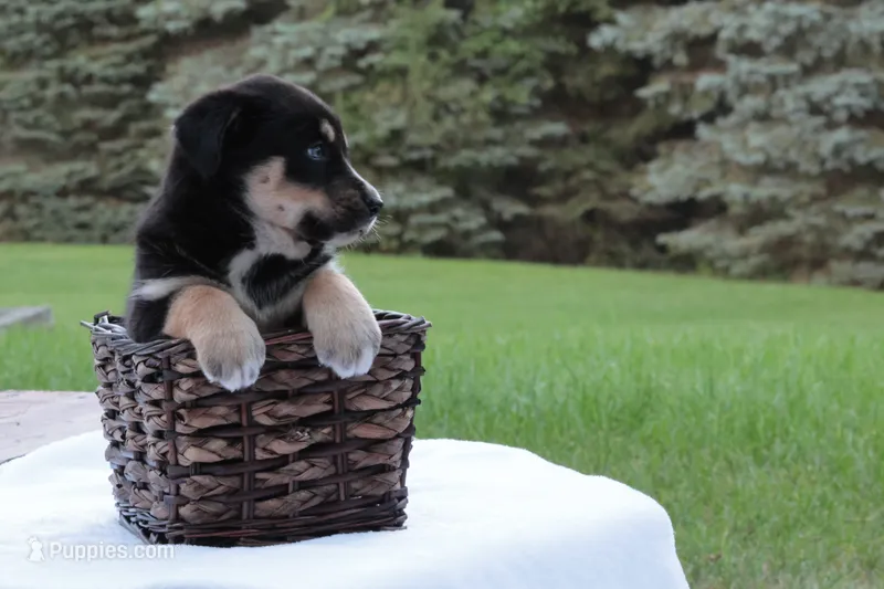 Ava – Bernese Mountain Dog, Siberian Husky puppy for sale in Addison, MI