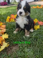 Lettuce Boy, a male Bernese Mountain Dog for sale in York, PA – 3 of 4