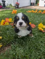 Lettuce Boy, a male Bernese Mountain Dog for sale in York, PA – 4 of 4