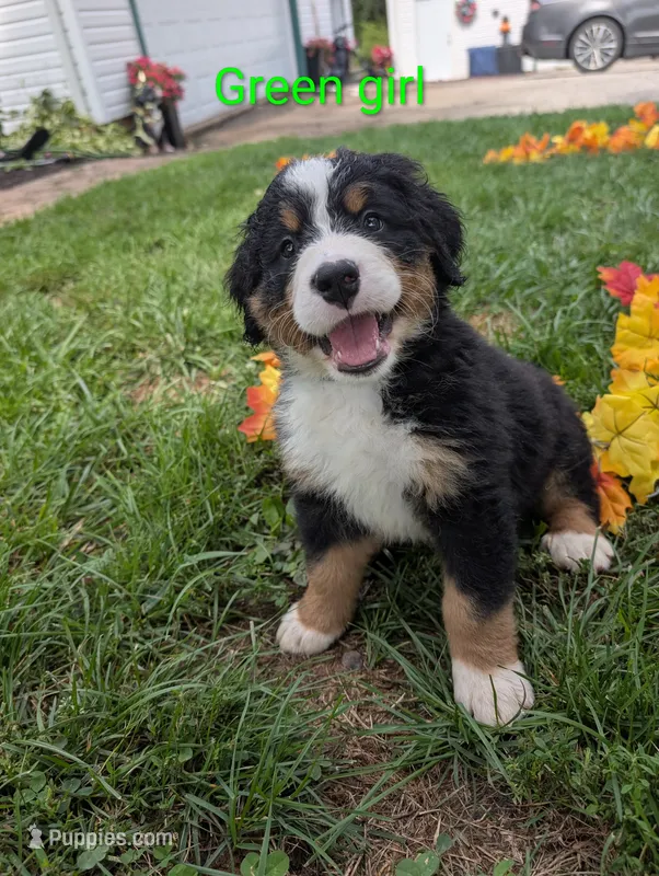 Green Girl – Bernese Mountain Dog puppy for sale in York, PA