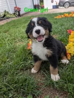 Green Girl, a female Bernese Mountain Dog for sale in York, PA – 1 of 2