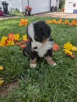 Lettuce Boy, a male Bernese Mountain Dog for sale in York, PA – 2 of 4