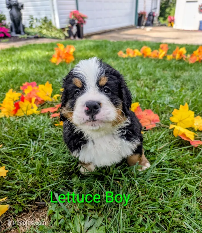 Lettuce Boy – Bernese Mountain Dog puppy for sale in York, PA