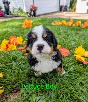 Lettuce Boy, a male Bernese Mountain Dog for sale in York, PA – 1 of 4