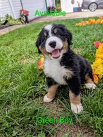 Green Girl, a female Bernese Mountain Dog for sale in York, PA – 2 of 2