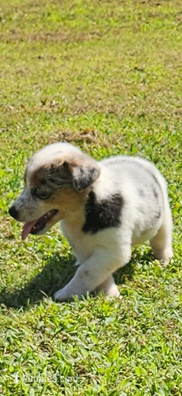 Sister – Pembroke Welsh Corgi puppy for sale in Jacksonville, AL