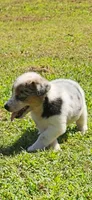 Sister, a female Pembroke Welsh Corgi for sale in Jacksonville, AL – 1 of 4