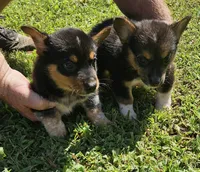 Vernal, a male Pembroke Welsh Corgi for sale in Jacksonville, AL – 3 of 4