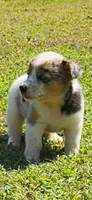 Sister, a female Pembroke Welsh Corgi for sale in Jacksonville, AL – 3 of 4