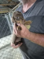 Brownie, a male Miniature Dachshund for sale in Jacksonville, AL – 5 of 5