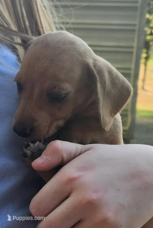 Baby – Miniature Dachshund puppy for sale in Jacksonville, AL