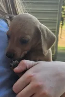 Baby, a male Miniature Dachshund for sale in Jacksonville, AL – 1 of 5