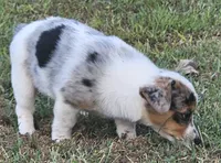 Sister, a female Pembroke Welsh Corgi for sale in Jacksonville, AL – 4 of 4
