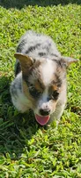 Dolly, a female Pembroke Welsh Corgi for sale in Jacksonville, AL – 5 of 5
