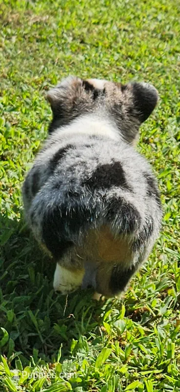 Dolly – Pembroke Welsh Corgi puppy for sale in Jacksonville, AL