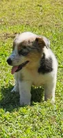 Sister, a female Pembroke Welsh Corgi for sale in Jacksonville, AL – 2 of 4