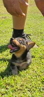 Vernal, a male Pembroke Welsh Corgi for sale in Jacksonville, AL – 4 of 4