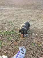 John boy, a male Miniature Dachshund for sale in Jacksonville, AL – Photo 4 of 4