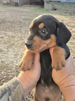 John boy, a male Miniature Dachshund for sale in Jacksonville, AL – Photo 2 of 4