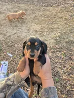 John boy, a male Miniature Dachshund for sale in Jacksonville, AL – Photo 3 of 4