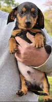John boy, a male Miniature Dachshund for sale in Jacksonville, AL – Photo 1 of 4