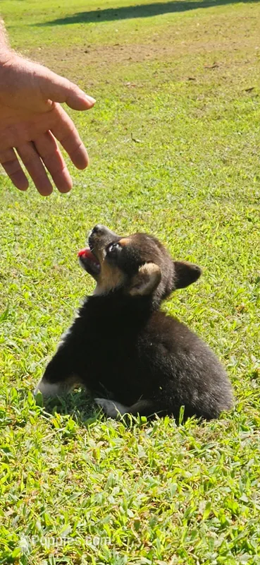 Tinker – Pembroke Welsh Corgi puppy for sale in Jacksonville, AL