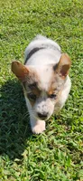 Sister, a female Pembroke Welsh Corgi for sale in Jacksonville, AL – 4 of 4