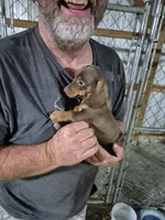 Brownie, a male Miniature Dachshund for sale in Jacksonville, AL – 4 of 5