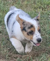 Sister, a female Pembroke Welsh Corgi for sale in Jacksonville, AL – 2 of 4