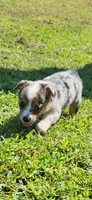Dolly, a female Pembroke Welsh Corgi for sale in Jacksonville, AL – 2 of 5