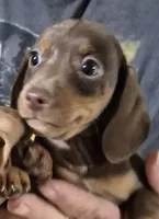 Brownie, a male Miniature Dachshund for sale in Jacksonville, AL – 1 of 5