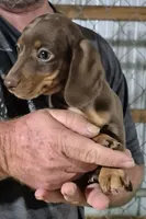 Brownie, a male Miniature Dachshund for sale in Jacksonville, AL – 2 of 5