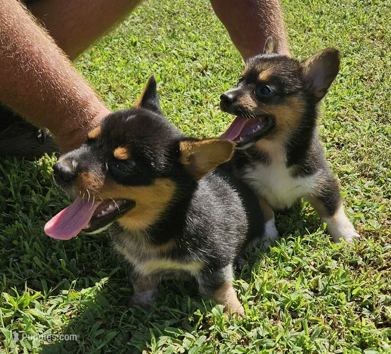 Vernal – Pembroke Welsh Corgi puppy for sale in Jacksonville, AL